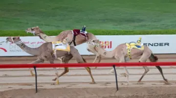 «ميادة» تحصد سيف ختامي المرموم لهجن أبناء القبائل